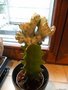 vignette Euphorbia lactea var cristata