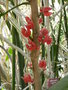 vignette Pavonia strictiflora