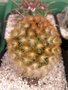 vignette Mammillaria carmenae var. rufispina