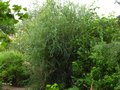vignette Scene ouest du jardin avec acacia pravissima majestusux au 27 07 10