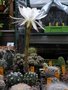 vignette Echinopsis subdenudata