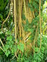 vignette Ficus repens (pumila )