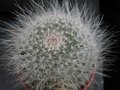 vignette Mammillaria hahniana