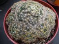 vignette Mammillaria schiedeana
