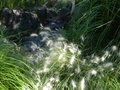 vignette Pennisetum villosum