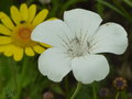 vignette Agrostemma githago 'Ocean Pearls' - Nielle  fleur blanche