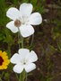 vignette Agrostemma githago 'Ocean Pearls' - Nielle  fleur blanche