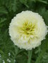 vignette Chrysanthemum coronarium - Chrysanthème des jardins