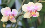 vignette phalaenopsis petite fleur