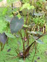 vignette Colocasia esculenta 'Black Magic'