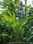 vignette Cardamome (Elettaria cardamomum)