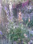vignette Campanula primulifolia + watsonia