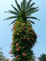 vignette Campsis grandiflora - Bignone dans Phoenix