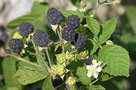 vignette Rubus fruticosus