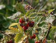 vignette Rubus idaeus