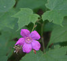 vignette Rubus odoratus