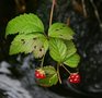 vignette Rubus pubescens