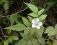 vignette Rubus rosifolius