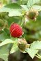 vignette Rubus rosifolius