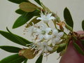 vignette Rhododendron micranthum