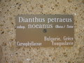 vignette Dianthus petraeus subsp noeanus