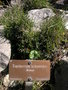 vignette Equisetum scirpoides