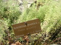 vignette Artemisia pontica - Absinthe romaine ou petite absinthe
