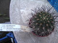 vignette Echinopsis thionantha 26 7 10