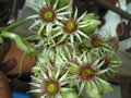 vignette Sempervivums en fleurs 28 7 10 ndc