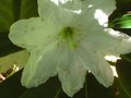 vignette Rhododendron Polar Bear dernires fleurs au 31 07 10