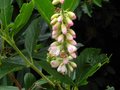 vignette Clethra alnifolia rosea gros plan au 29 07 10