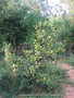 vignette Bois d'Inde (Pimenta racemosa)
