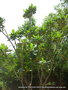 vignette Frangipanier (Plumeria obtusa)