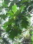 vignette Arbre à pain (Artocarpus altilis)
