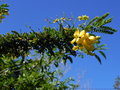 vignette Senna polyphylla