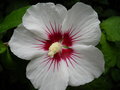 vignette Hibiscus Syriacus'Red Heart'