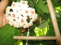 vignette hoya carnosa en fleurs