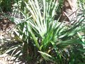 vignette Sabal palmetto