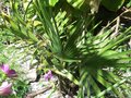 vignette Sabal palmetto