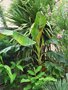 vignette Cordyline, phormium, musa, hedychiums, sabal,...http://exoticatolosa.e-monsite.com/