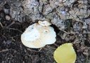 vignette champignon au pied du peuplier