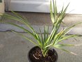 vignette Sabal palmetto