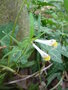 vignette Melampyrum pratense - Mlampyre des prs, Millet des bois , Cochelet