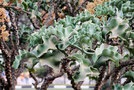 vignette Crassulaceae - Kalanchoe beharensis