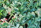 vignette Crassulaceae - Kalanchoe fedtschenkoi