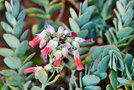 vignette Crassulaceae - Kalanchoe fedtschenkoi