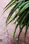 vignette Anthericaceae - Chlorophytum