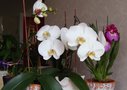 vignette phaleanopsis et miltonias : les orchides
