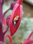 vignette Coccinella septempunctata dans fleur de Lobelia tupa