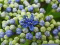 vignette Hydrangea macrophylla 'Mariesii' - Hortensia
